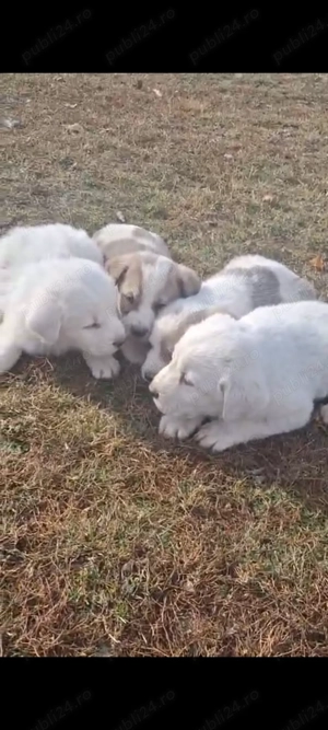 Vând căței de Asia Centrală  - imagine 5