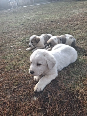 Vând căței de Asia Centrală 
