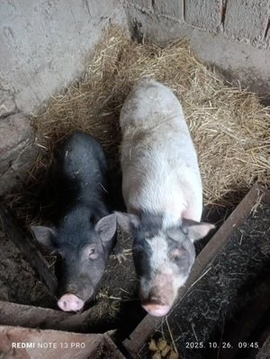 Scroafa vietnamez de a fata