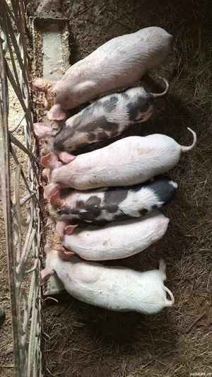 Vand purcei marele alb pietrain - imagine 2