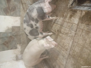 de vanzare 2 scroafe - imagine 2