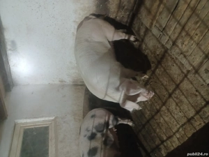 de vanzare 2 scroafe