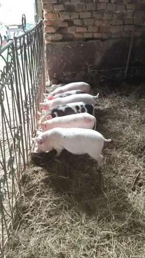 Vand purcei marele alb pietrain