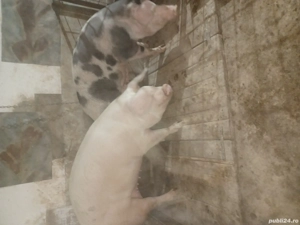 de vanzare 2 scroafe - imagine 3