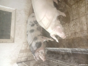 de vanzare 2 scroafe - imagine 4