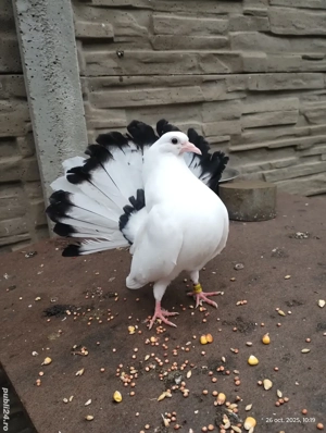 Porumbei voltați schimb