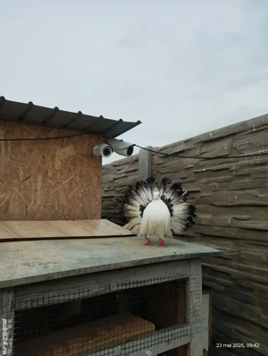 Schimb porumbei voltați 