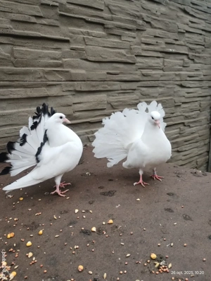 Porumbei voltați schimb