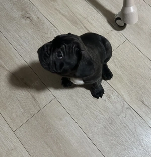 Vand buldog francez - imagine 2