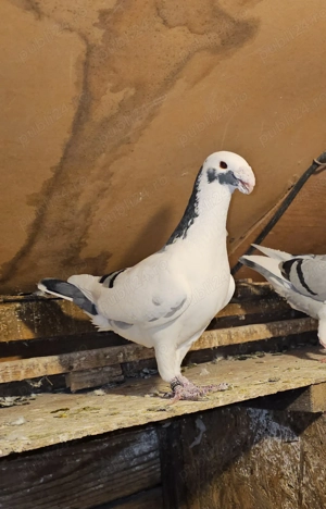 Vand porumbei germani de frumusețe