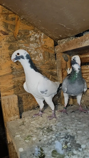 Vand porumbei germani de frumusețe - imagine 2