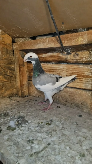 Vand porumbei germani de frumusețe - imagine 3