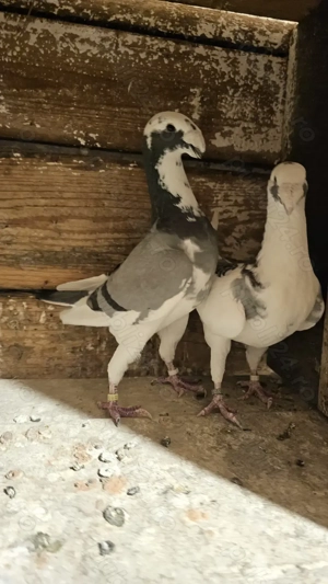 Vand porumbei germani de frumusețe - imagine 4