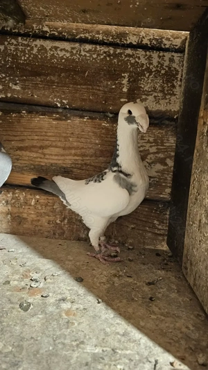 Vand porumbei germani de frumusețe - imagine 5