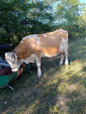 Vacă bălțată Românească gestantă  - imagine 3