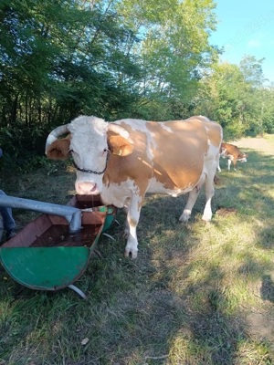 Vacă bălțată Românească gestantă 