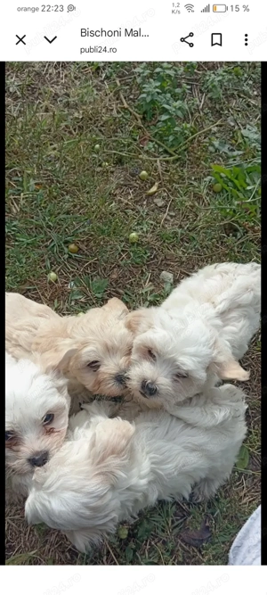Bischon puisor alb - imagine 2