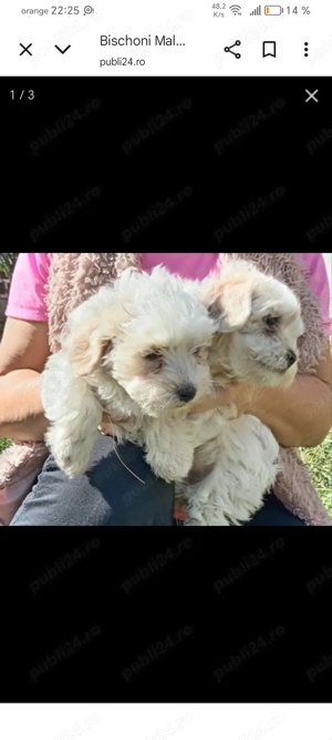 Bischon puisor alb
