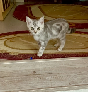 Motanel 3 luni - imagine 3