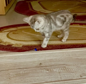 Motanel 3 luni - imagine 2