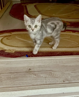 Motanel 3 luni - imagine 4