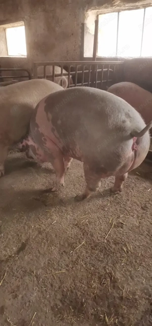 Vând, rezerv porci de carne P.I.C  - imagine 3