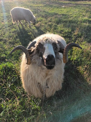 Vând berbec de rasa