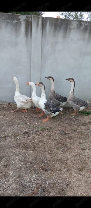 Gâște preț 90 lei bucata 