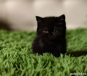 British Black  - imagine 2