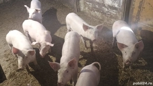 vând 8 purcei de 12 săptămâni 20-25 kg