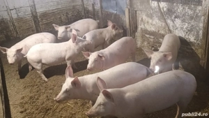 vând  purcei de 12-13 săptămâni 25-28kg - imagine 2