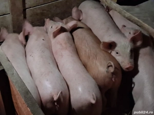 vând 7 purcei de 12 săptămâni 20-25 kg