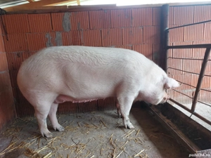 Rasă de carne  - imagine 3