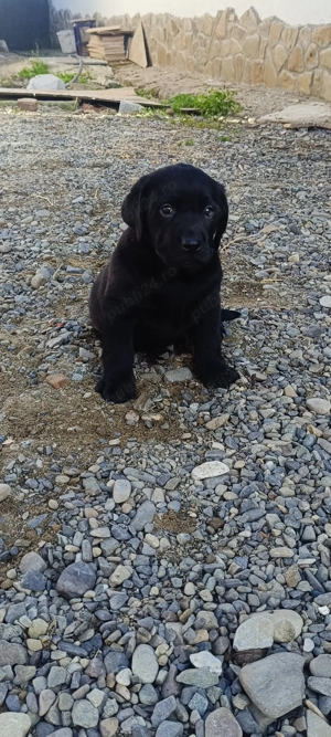 Cățel labrador caută căsuță