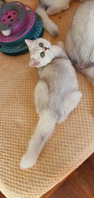 British cu pedigree - imagine 3