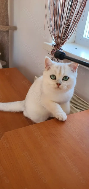 British cu pedigree - imagine 2