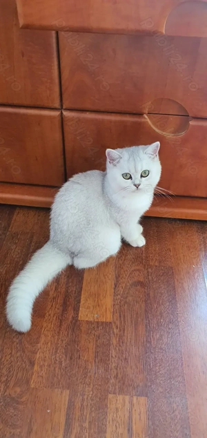 British cu pedigree - imagine 4