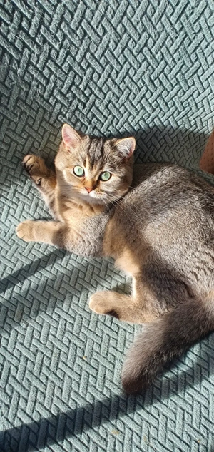 British cu pedigree - imagine 5