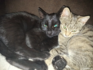 Preluare pisici cu acces in interior - imagine 5