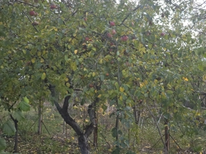 Casa vacanta zona colinara la 5 minute de municipiul Targoviste - imagine 8