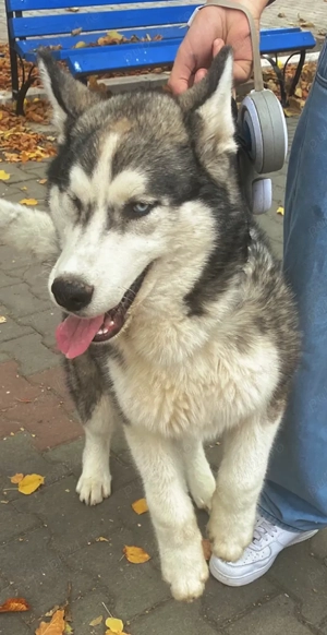 Huschi frumos  - imagine 2