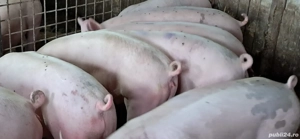 porci de carne  - imagine 2