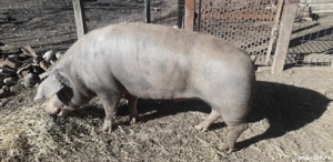 porci de carne Duroc cu PETREAN 