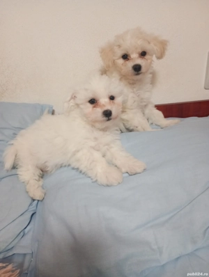 bishon maltez  - imagine 3