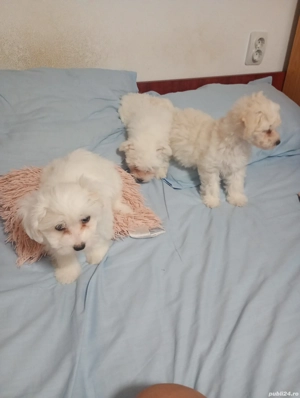 bishon maltez  - imagine 2