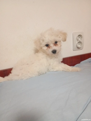 bishon maltez  - imagine 5