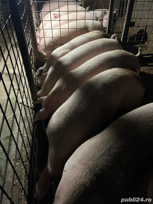 de la 120 la 160 kg  - imagine 2 de la 120 la 160 kg  - imagine 2