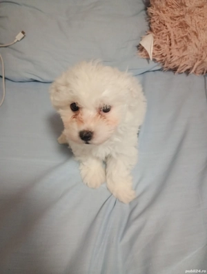 bishon maltez  - imagine 4