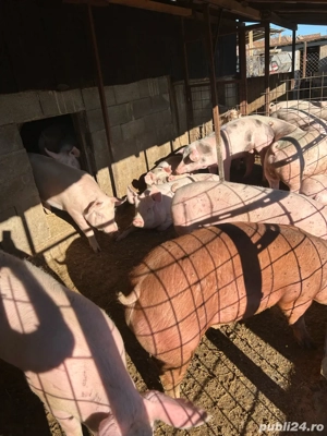 de la 120 la 160 kg  - imagine 3 de la 120 la 160 kg  - imagine 3