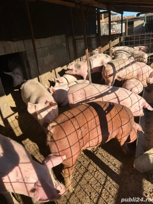 de la 120 la 160 kg  - imagine 4 de la 120 la 160 kg  - imagine 4